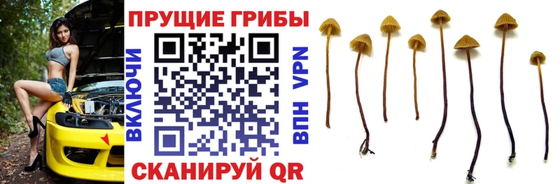 Галлюциногенные грибы мицелий  Дербент 