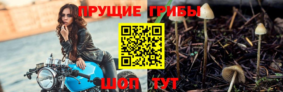 Псилоцибиновые грибы GOLDEN TEACHER  Вход с VPN  Псилоцибиновые грибы прущие грибы  Дербент 
